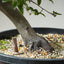 Korean Hornbeam Bonsai #1234