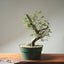 Korean Hornbeam Bonsai #1235
