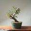 Korean Hornbeam Bonsai #1235
