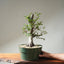 Korean Hornbeam Bonsai #1235