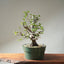 Korean Hornbeam Bonsai #1235