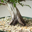 Korean Hornbeam Bonsai #1235