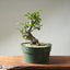 Korean Hornbeam Bonsai #1236