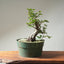 Korean Hornbeam Bonsai #1236