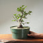 Korean Hornbeam Bonsai #1236