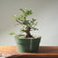 Korean Hornbeam Bonsai #1236