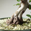 Korean Hornbeam Bonsai #1236