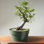 Korean Hornbeam PreBonsai #1237