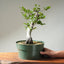 Korean Hornbeam PreBonsai #1237