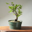 Korean Hornbeam PreBonsai #1237