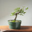 Korean Hornbeam Bonsai #1238