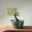 Korean Hornbeam Bonsai #1238