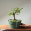 Korean Hornbeam Bonsai #1238