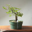Korean Hornbeam Bonsai #1238