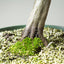 Korean Hornbeam Bonsai #1238