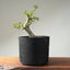 Korean Hornbeam PreBonsai #1239