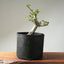 Korean Hornbeam PreBonsai #1239