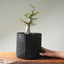 Korean Hornbeam PreBonsai #1239