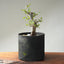 Korean Hornbeam PreBonsai #1239
