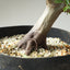 Korean Hornbeam PreBonsai #1239