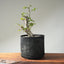 Korean Hornbeam Pre-Bonsai #1240