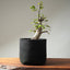 Korean Hornbeam Pre-Bonsai #1240