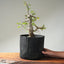 Korean Hornbeam Pre-Bonsai #1240