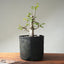 Korean Hornbeam Pre-Bonsai #1240