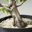 Korean Hornbeam Pre-Bonsai #1240