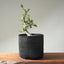 Korean Hornbeam PreBonsai #1241