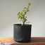 Korean Hornbeam PreBonsai #1241