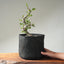 Korean Hornbeam PreBonsai #1241