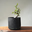 Korean Hornbeam PreBonsai #1241