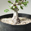Korean Hornbeam PreBonsai #1241