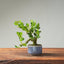 Natal Plum Bonsai #1242