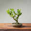 Natal Plum Bonsai #1243