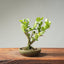 Natal Plum Bonsai #1243