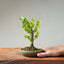 Natal Plum Bonsai #1243