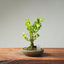 Natal Plum Bonsai #1243