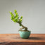 Natal Plum Bonsai #1244
