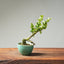 Natal Plum Bonsai #1244