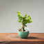 Natal Plum Bonsai #1244