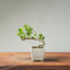 Natal Plum Bonsai #1245
