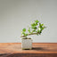 Natal Plum Bonsai #1245