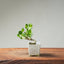 Natal Plum Bonsai #1245
