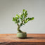 Natal Plum Bonsai #1246