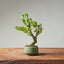 Natal Plum Bonsai #1246