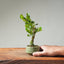 Natal Plum Bonsai #1246