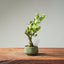 Natal Plum Bonsai #1246