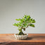 Natal Plum Bonsai #1247